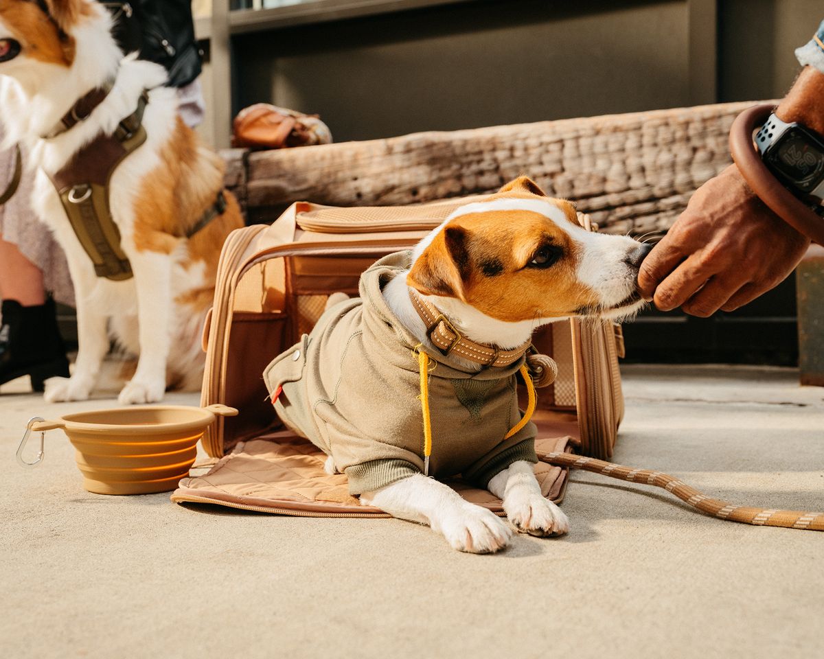Pet Training